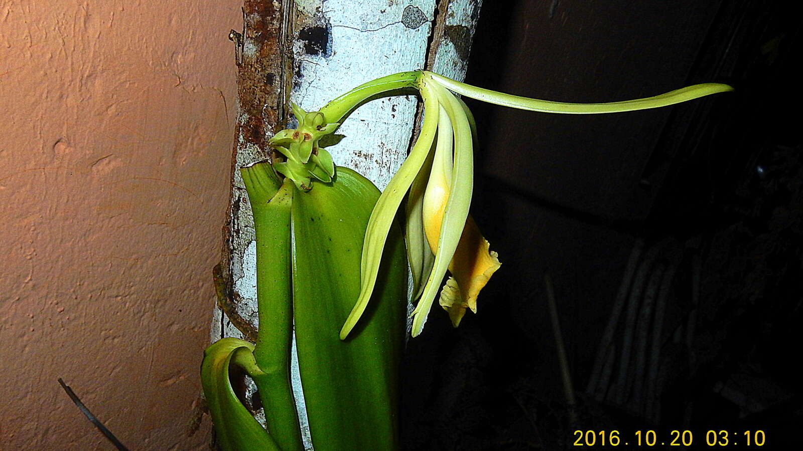 Image of West Indian vanilla