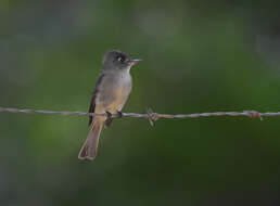 Image of Cuban Pewee