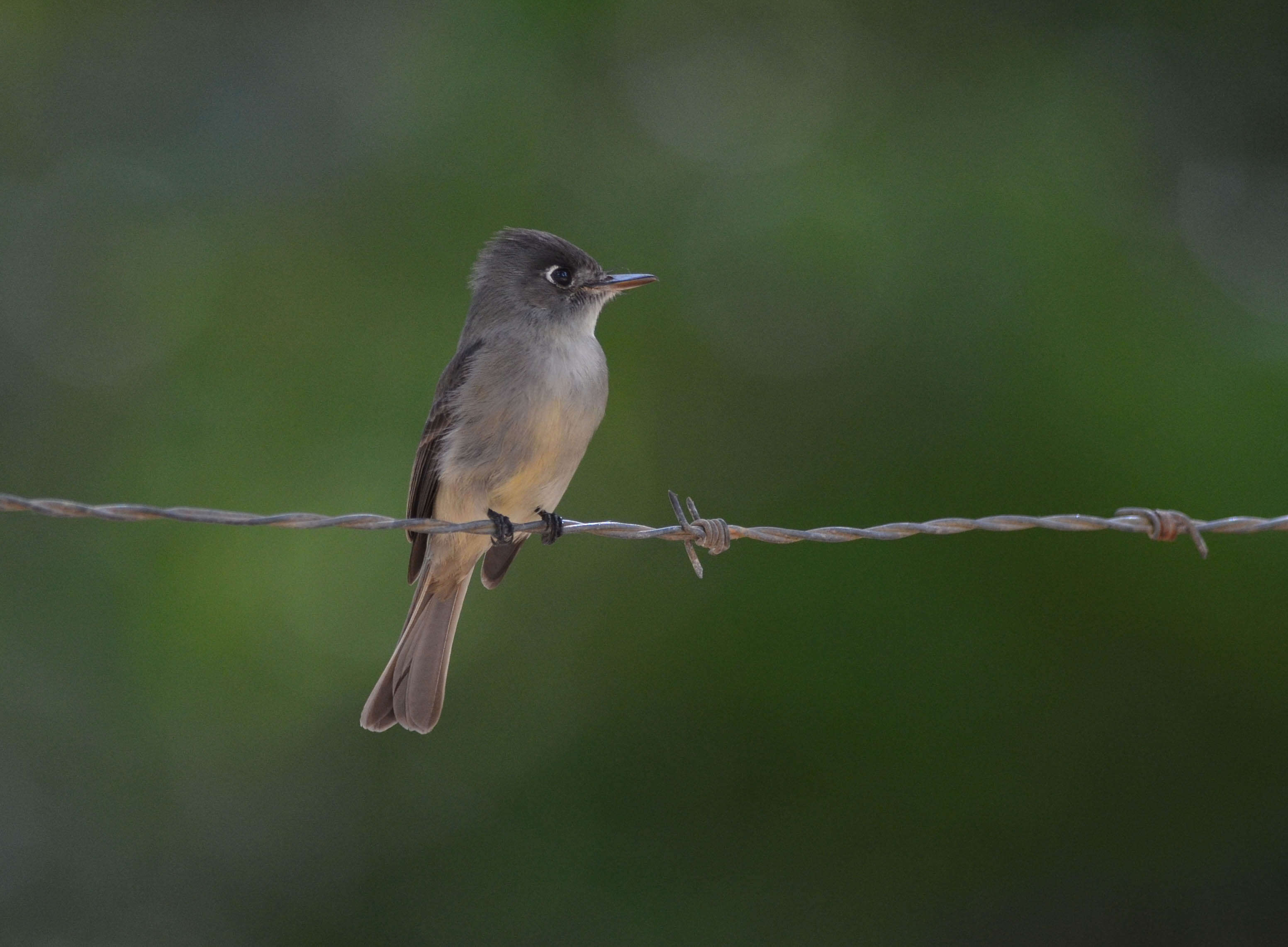 Image of Cuban Pewee