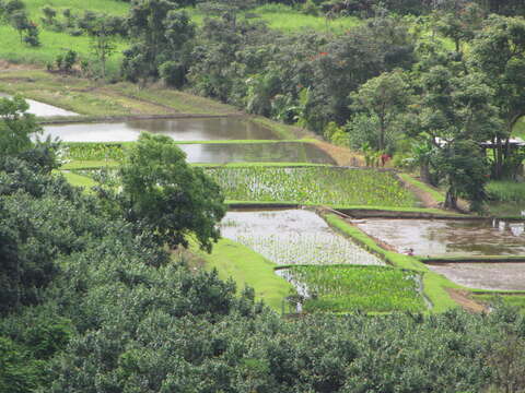 Image of Wild Taro