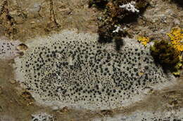 Image of lecidella lichen