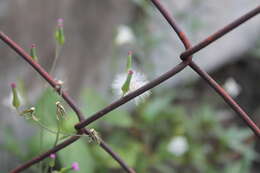 Image of lilac tasselflower