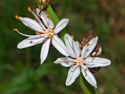 Image of Asphodelus macrocarpus Parl.