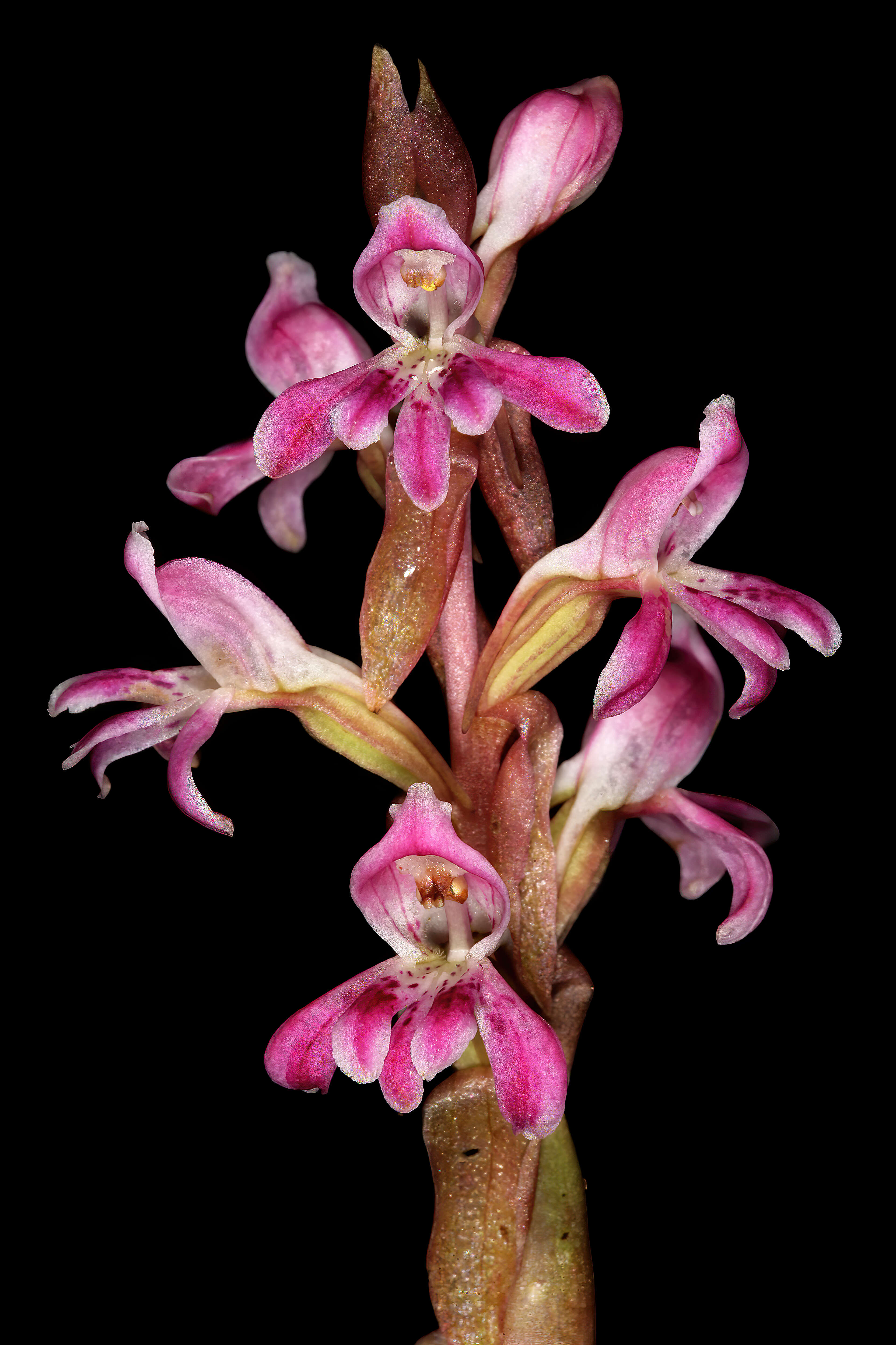 Image of Satyrium erectum Sw.