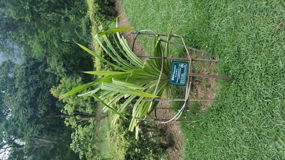 Image of pandanus