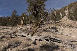 Image of Great Basin bristlecone pine