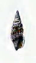 Image of Crassispira flavonodulosa (E. A. Smith 1879)