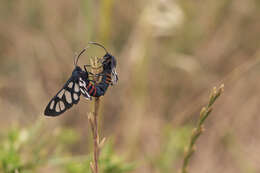 Image of Amata cerbera Linnaeus 1764