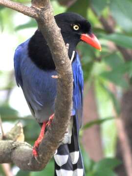 صورة Urocissa caerulea Gould 1863