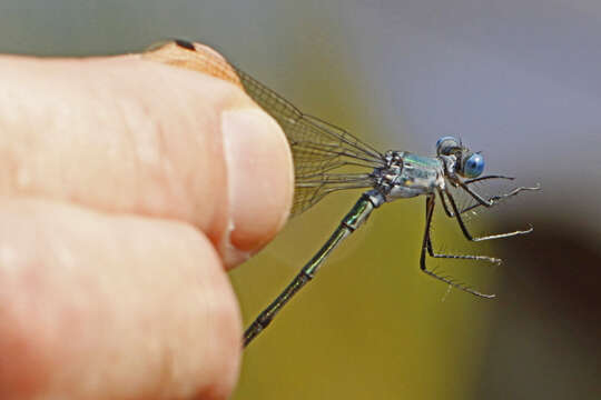 Image of Amber-winged Spreadwing