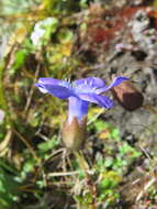 Image of Cyananthus lobatus Wall. ex Benth.