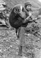 Image of Himalayan Goral