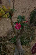 Image of Desert Rose