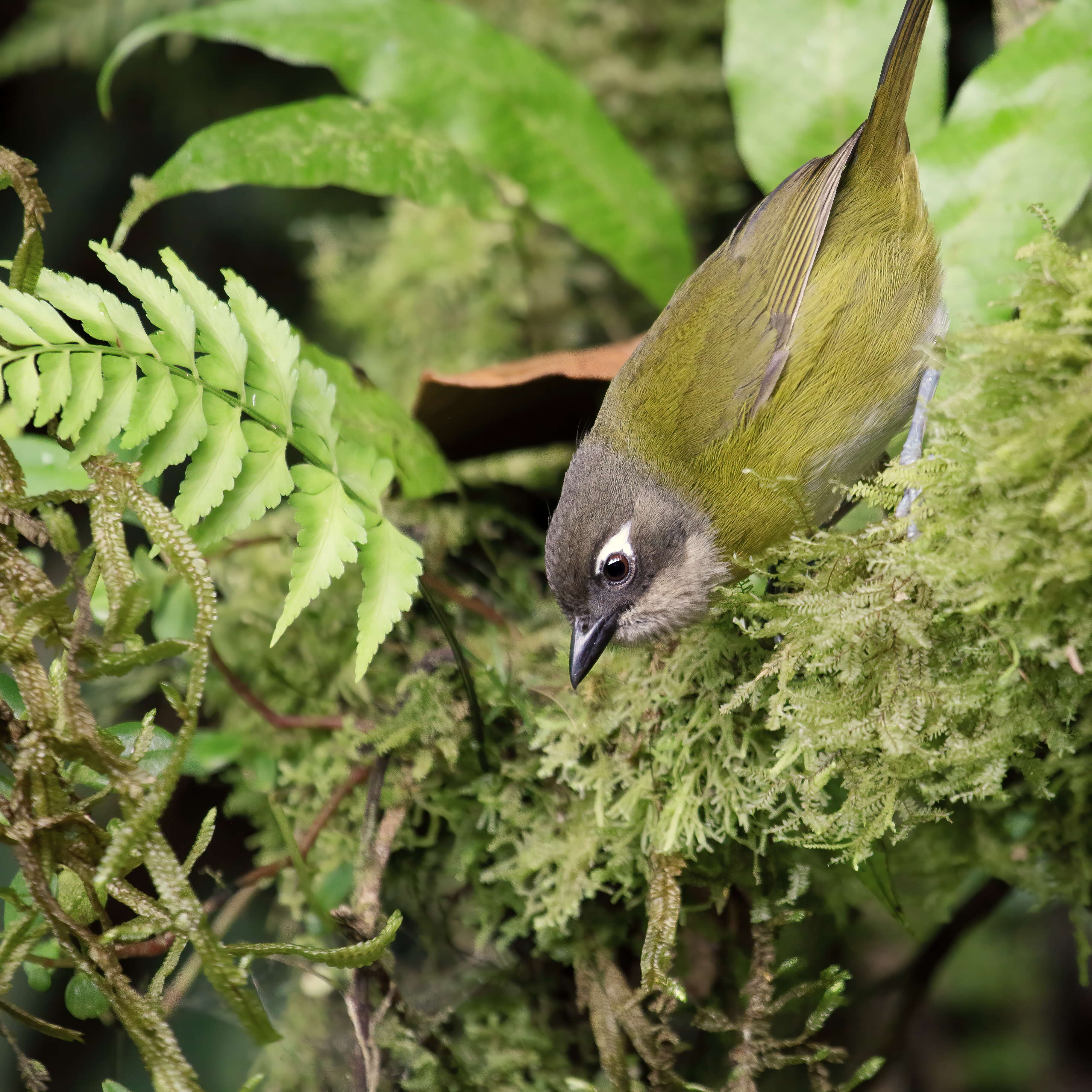 Image of Common Bush Tanager