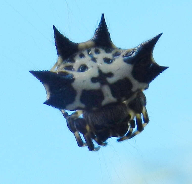 Image of Gasteracantha kuhli C. L. Koch 1837