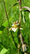 Imagem de Epipactis palustris (L.) Crantz