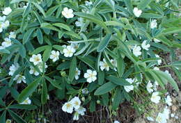 Image of White Cinquefoil