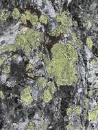 Image of Yellow map lichen;   World map lichen