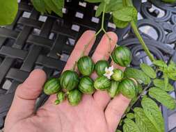 Image of Solanum caripense Humb. & Bonpl. ex Dun.