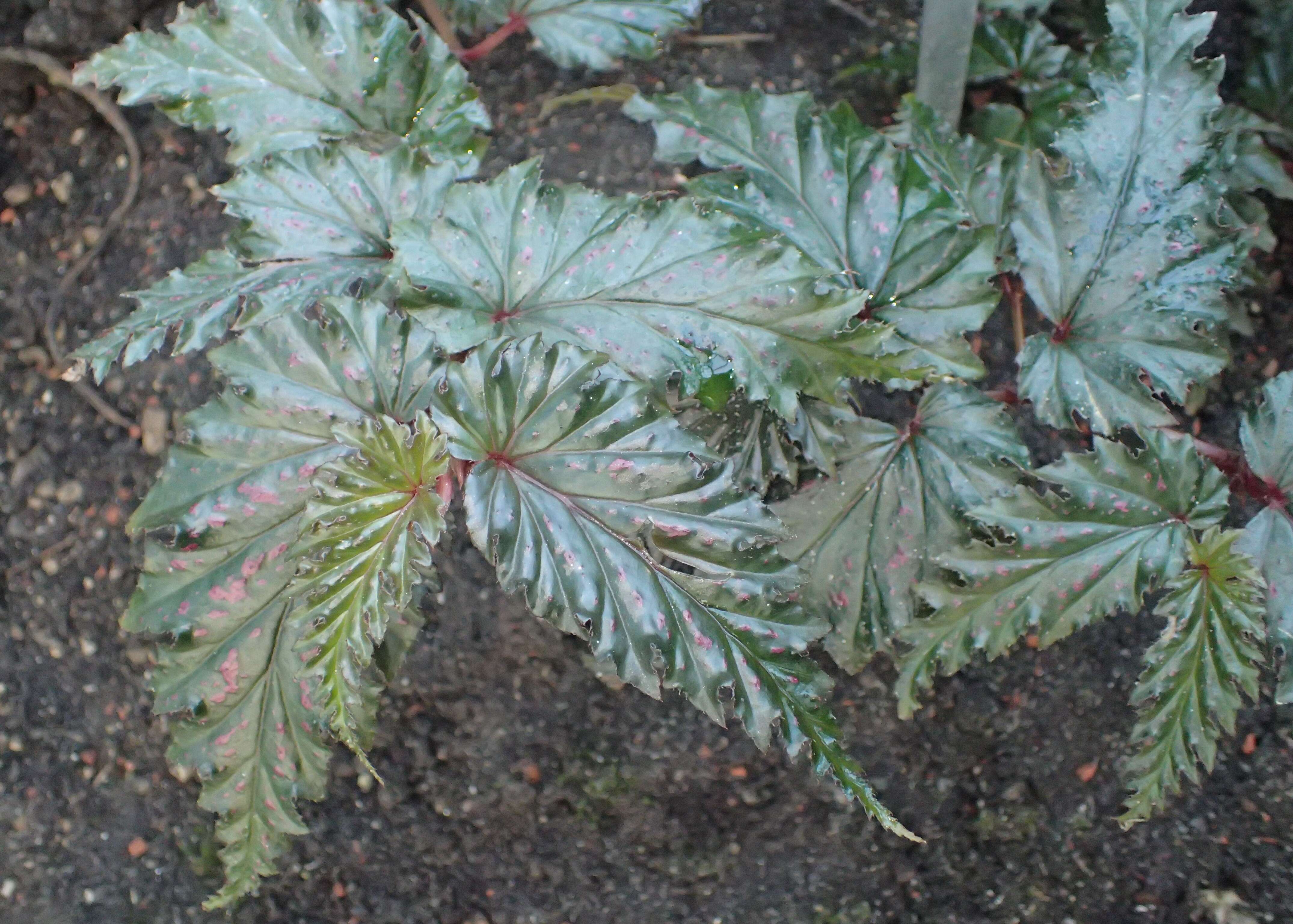 Image of Begonia serratipetala Irmsch.