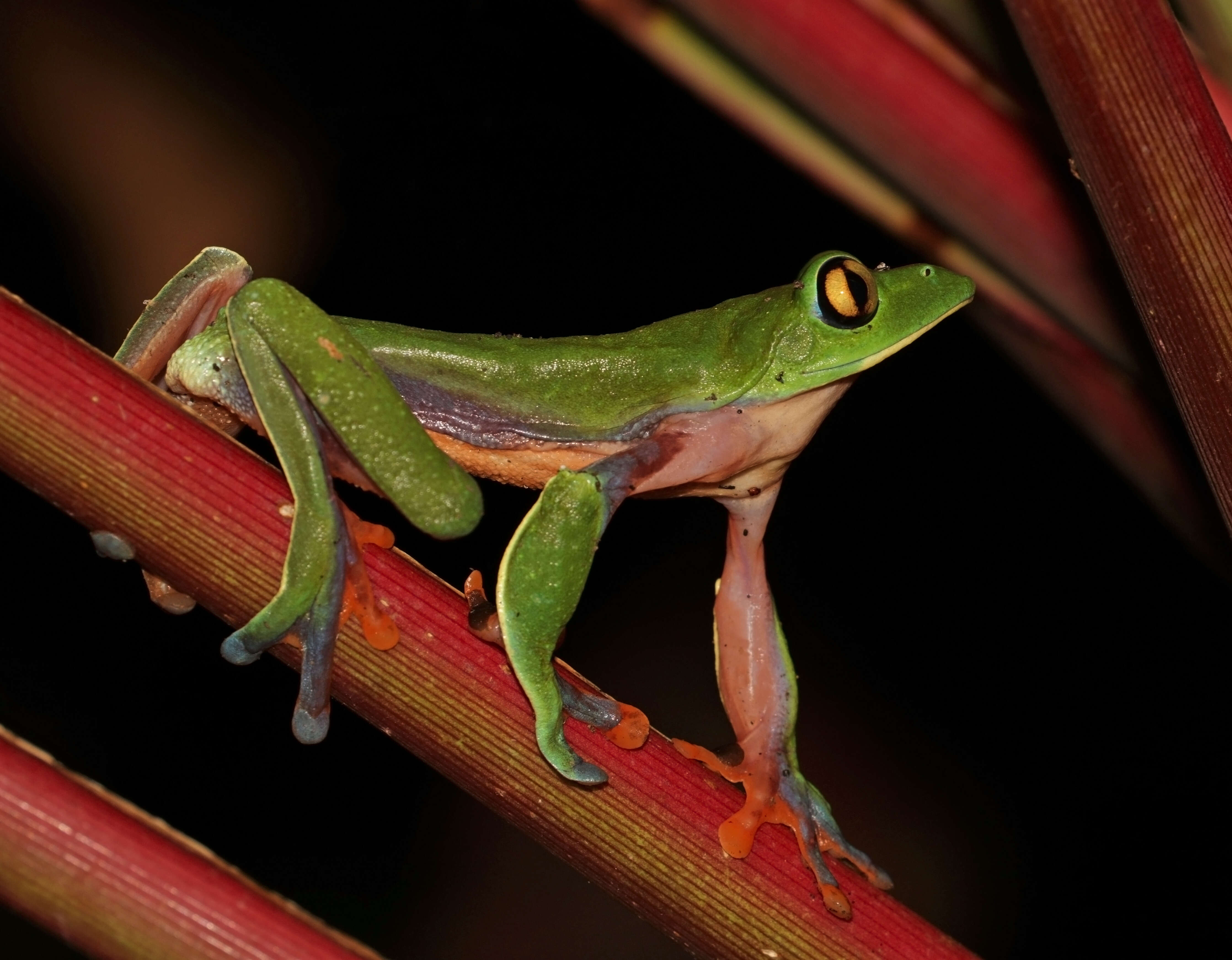 Image of blue-sided leaf frog