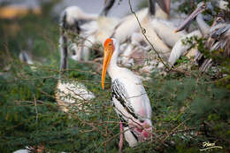 Image of Grey Pelican