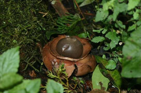 Plancia ëd Geastrum triplex Jungh. 1840