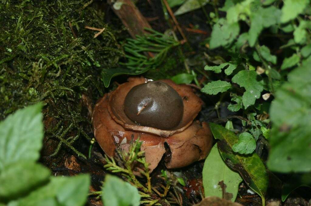 Image of Collared Earthstar