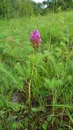 Image of Pyramidal orchid