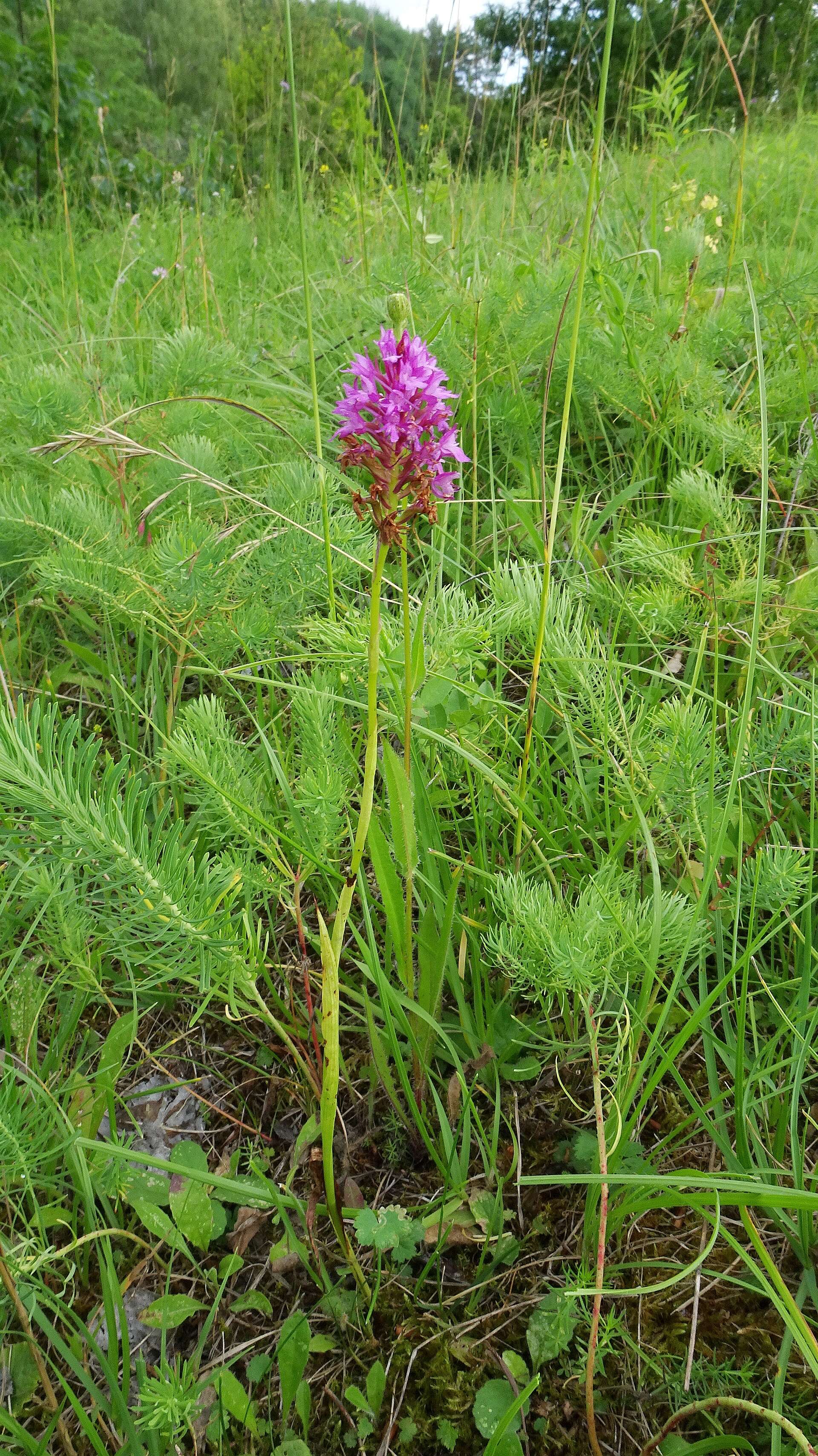 صورة Anacamptis pyramidalis (L.) Rich.