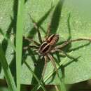 صورة Pardosa agrestis (Westring 1861)