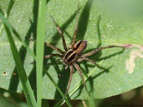 Image of Pardosa agrestis (Westring 1861)