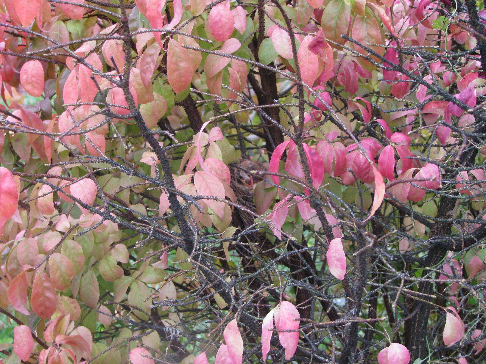 Image of Euonymus verrucosus Scop.