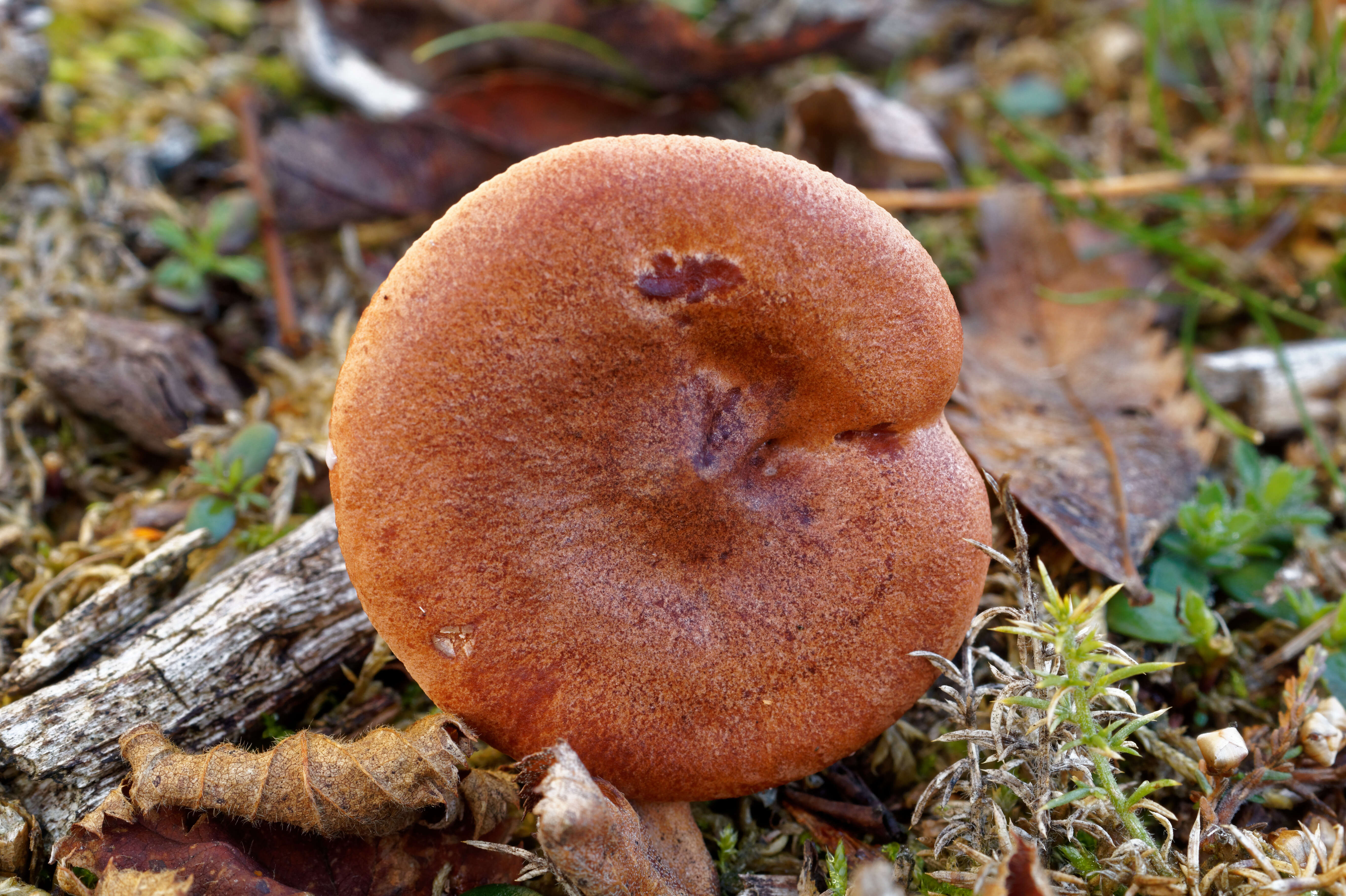 Image of Rufous Milkcap