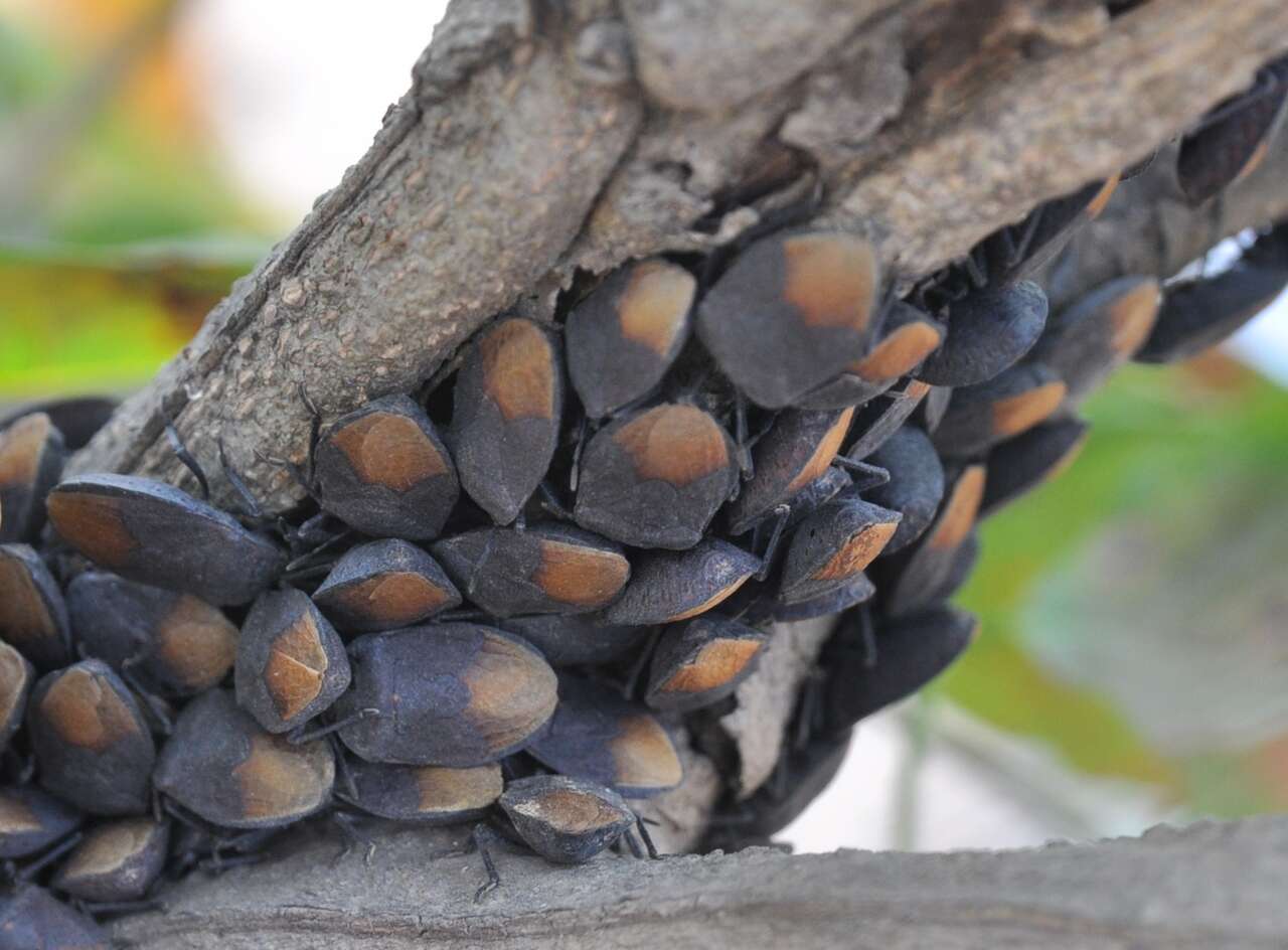 Cyclopelta siccifolia (Westwood 1837)的圖片