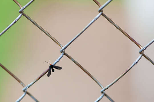 Image of Grapeleaf Skeletonizer