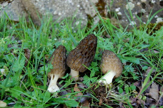 Image of Morchella dunalii