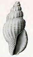 Apispiralia albocincta (Angas 1871) resmi