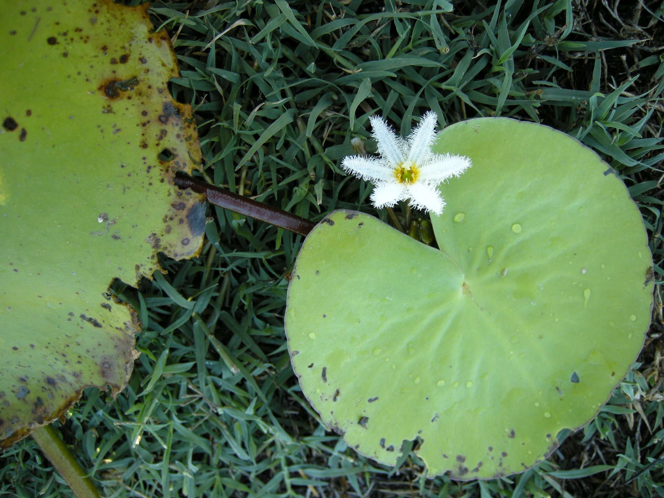 Image of Water-snowflake