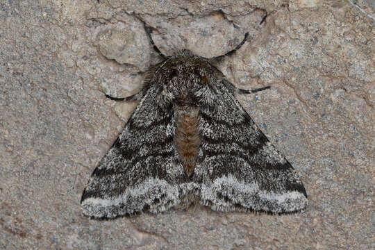 Image of Stout Spanworm Moth