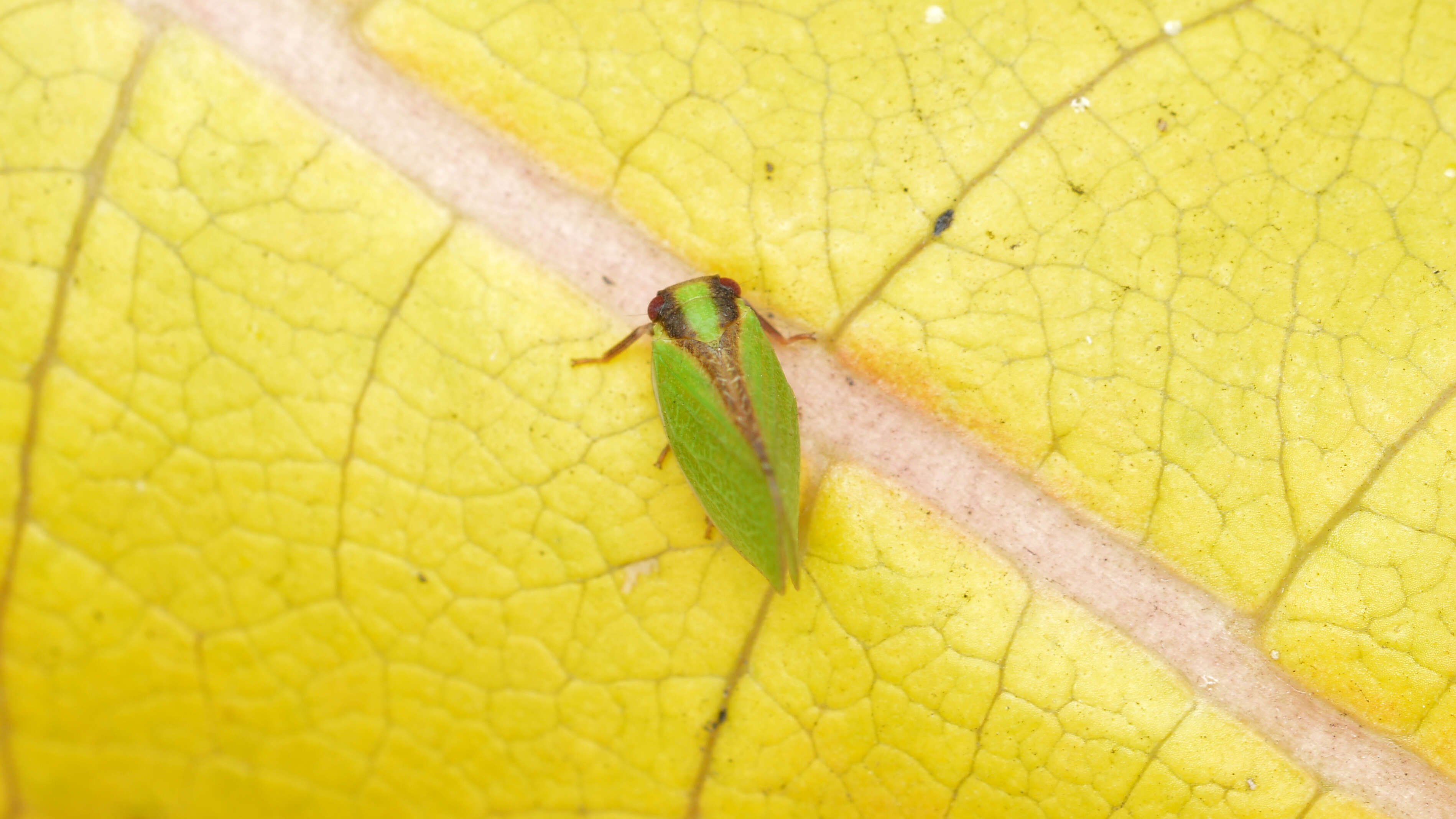 Image of Two-striped Planthopper