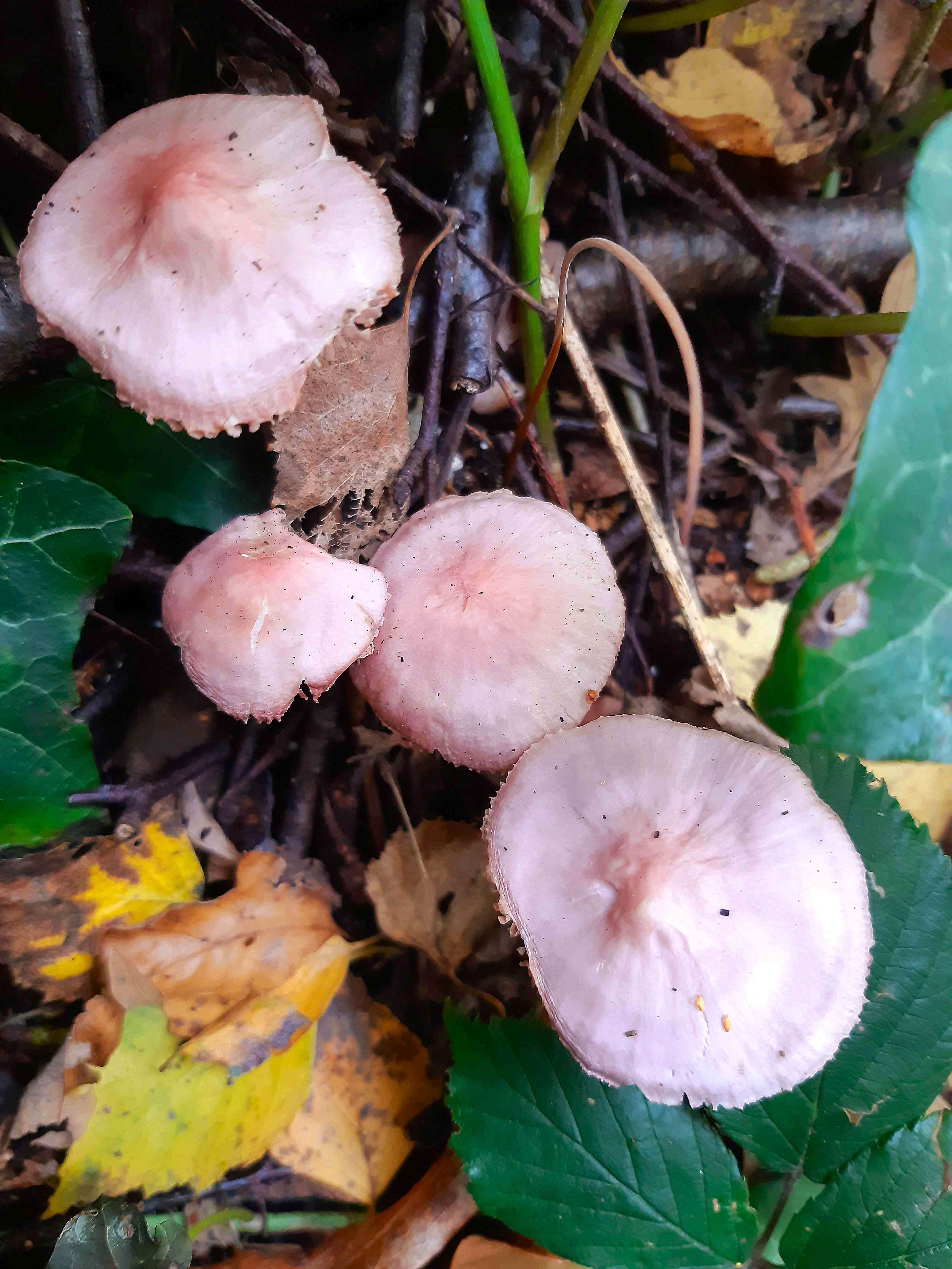 Image of Mycena rosea Gramberg 1912