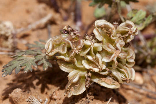 Image of plains springparsley