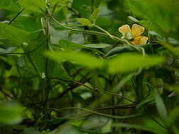 Image of blackeyed Susan vine