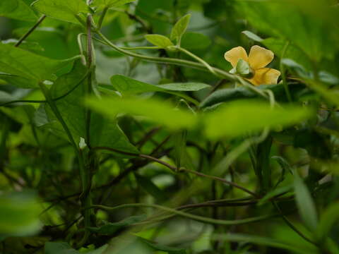 Image of blackeyed Susan vine