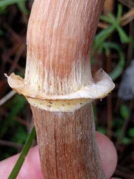 Image of Honey Fungus