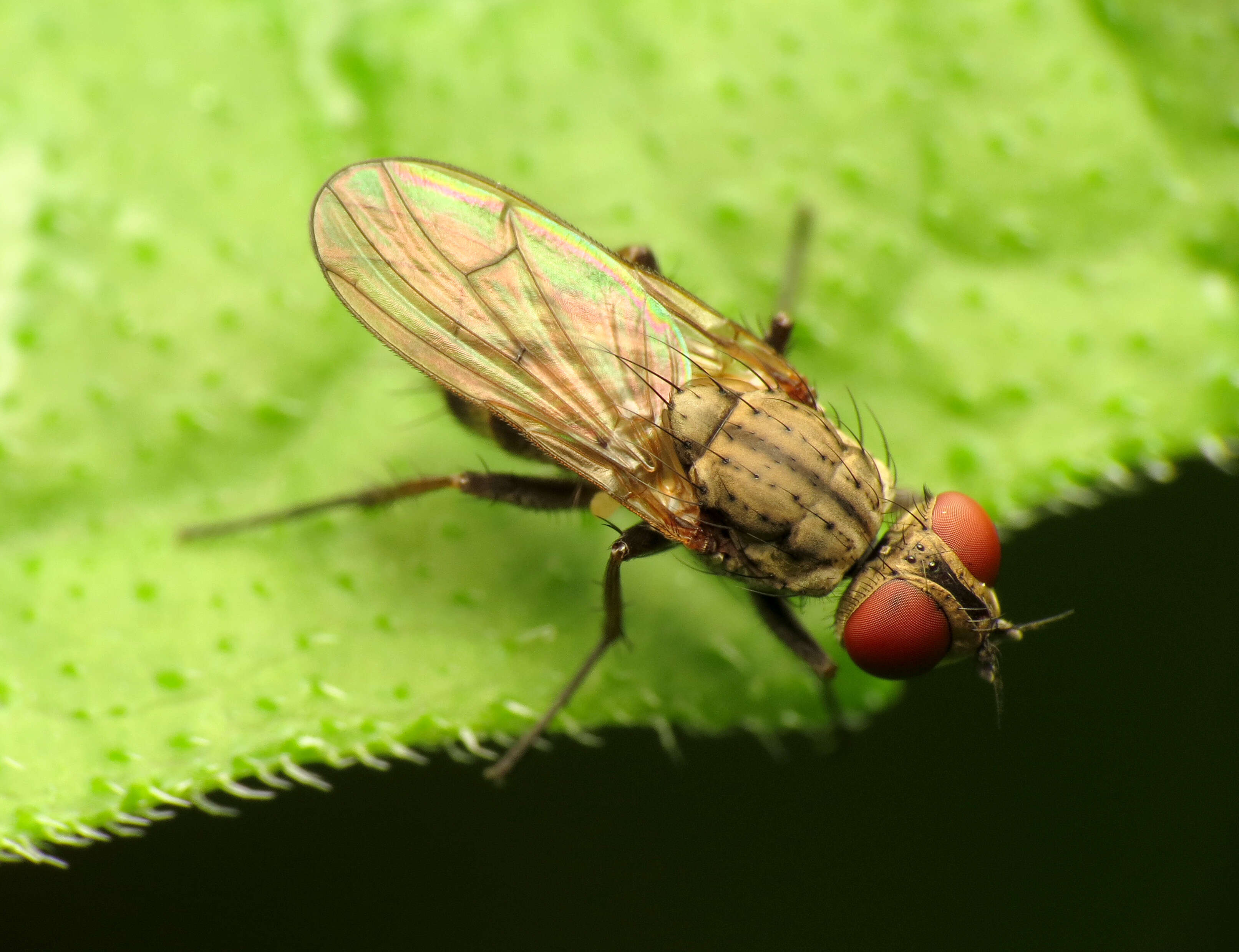 Image of root-maggot flies