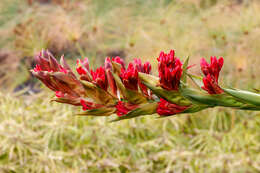 Doryanthes palmeri W. Bull resmi