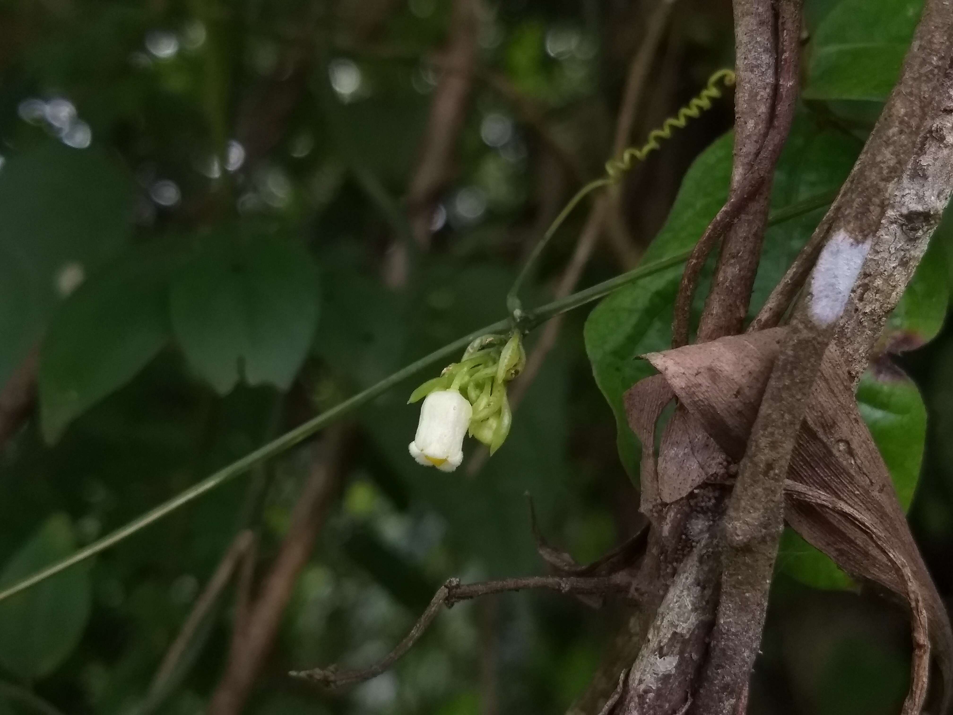 Image of Solena amplexicaulis (Lam.) Gandhi ex Saldanha & Nicolson