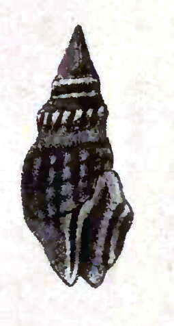 Image of Crassispira nigerrima (G. B. Sowerby I 1834)